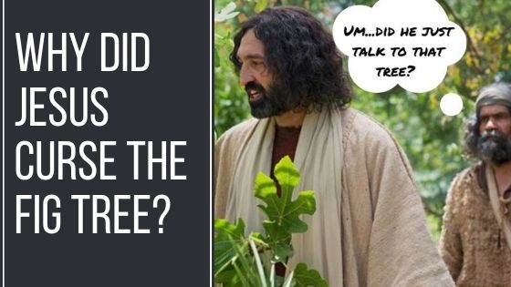 was-jesus-hangry-when-he-cursed-the-fig-tree-is-jesus-alive